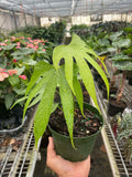 Anthurium Fingers-6" Pot