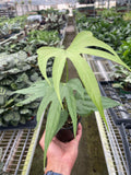 Anthurium Fingers-6" Pot