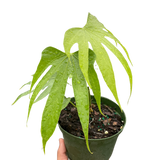 Anthurium Fingers-6" Pot